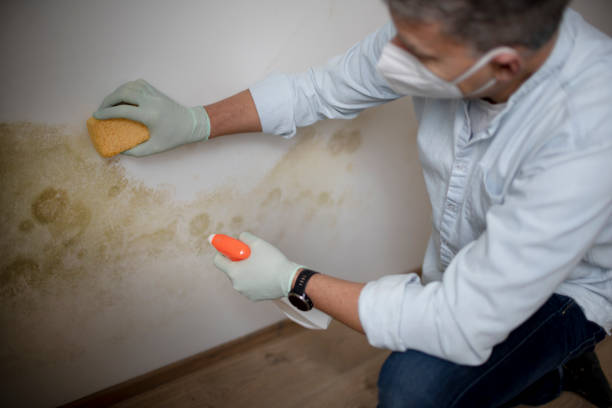 Best White Mold Remediation in Cherokee Village, AR