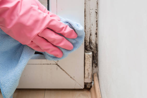 Best Bathroom Mold Remediation in Cherokee Village, AR